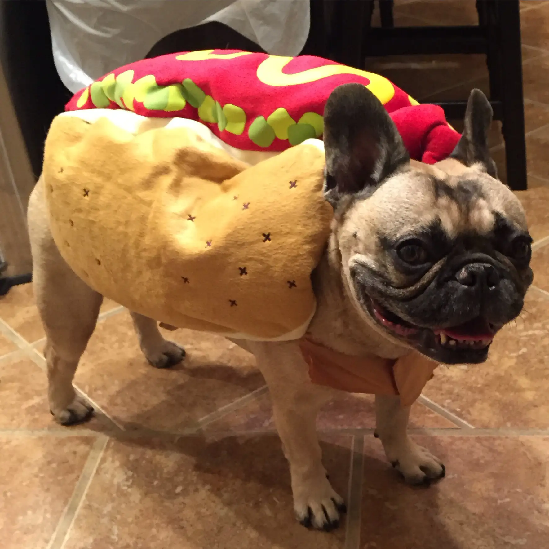 Frenchie sales dog costumes